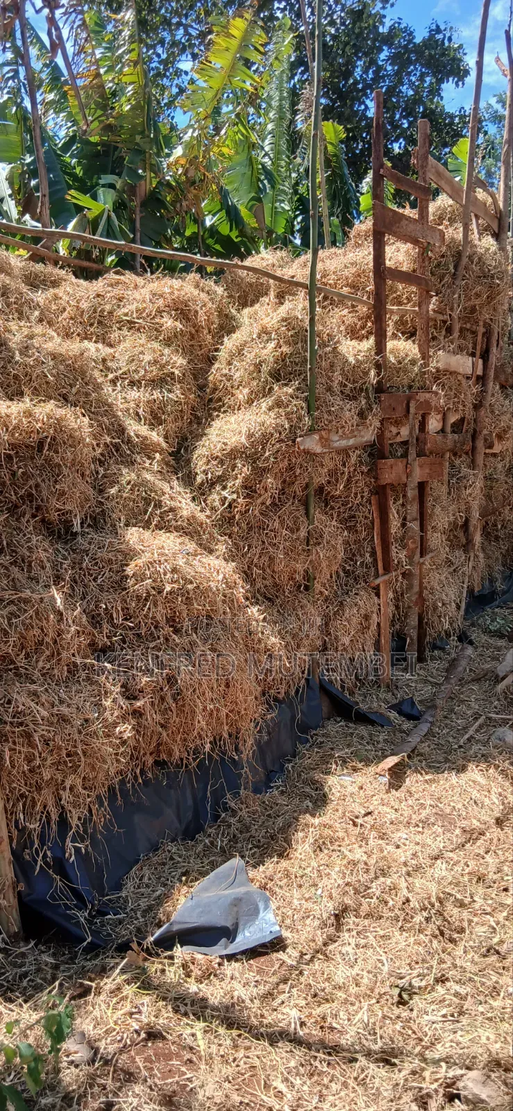 Cattle Feed
