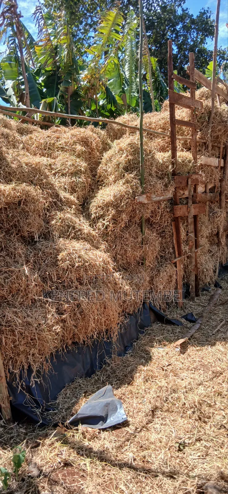 Cattle Feed
