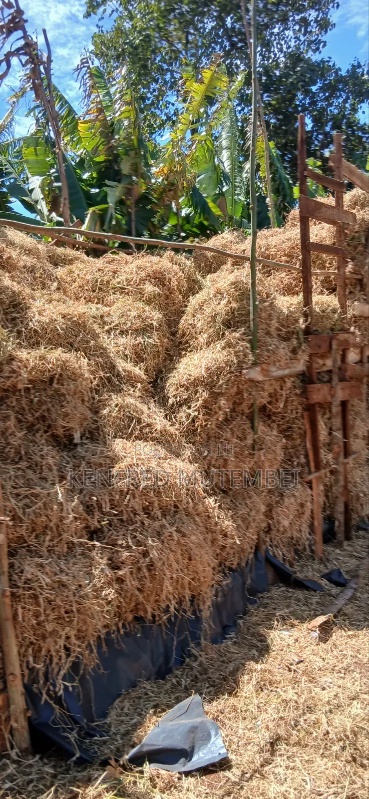 Cattle Feed