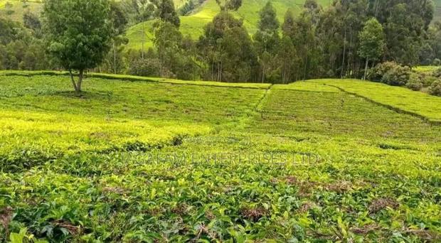 5.3acres With Tea on Sale in Wanyaga Village Gatanga
