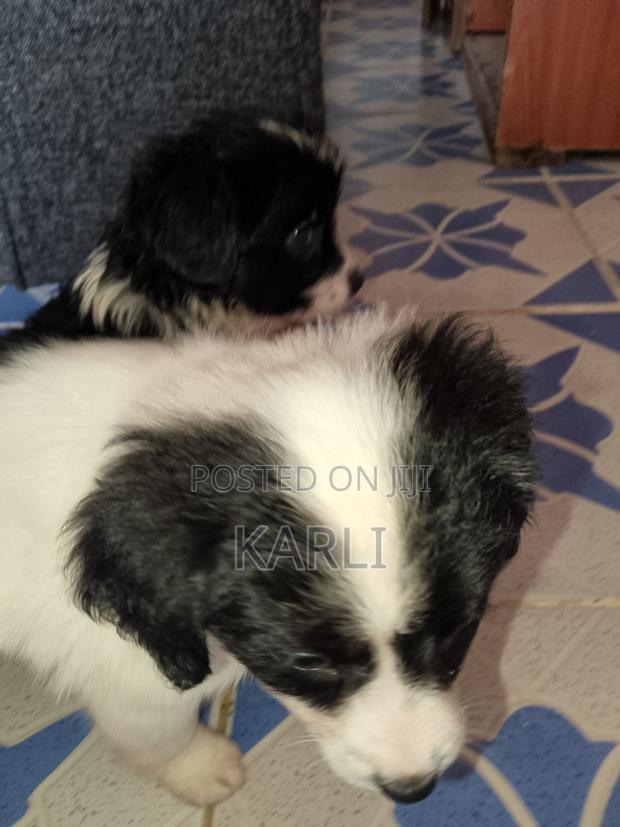 1-3 months Male Mixed Breed Dog