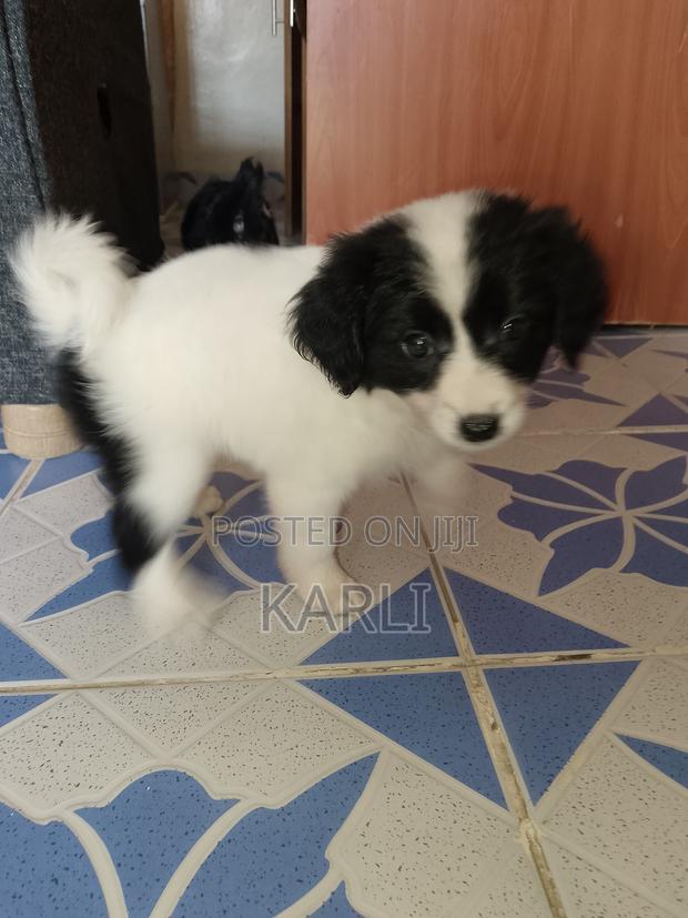 1-3 months Male Mixed Breed Dog - thumbnail 3