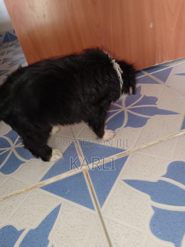 1-3 months Male Mixed Breed Dog - thumbnail 2