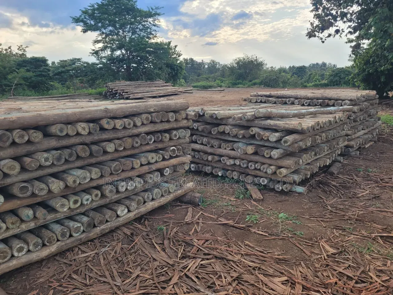Treated Wooden Poles 8ft/2.4m (5-6inches)