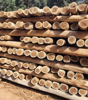 Quality Treated Poles 8ft/2.4m(4-5inches Diameter)