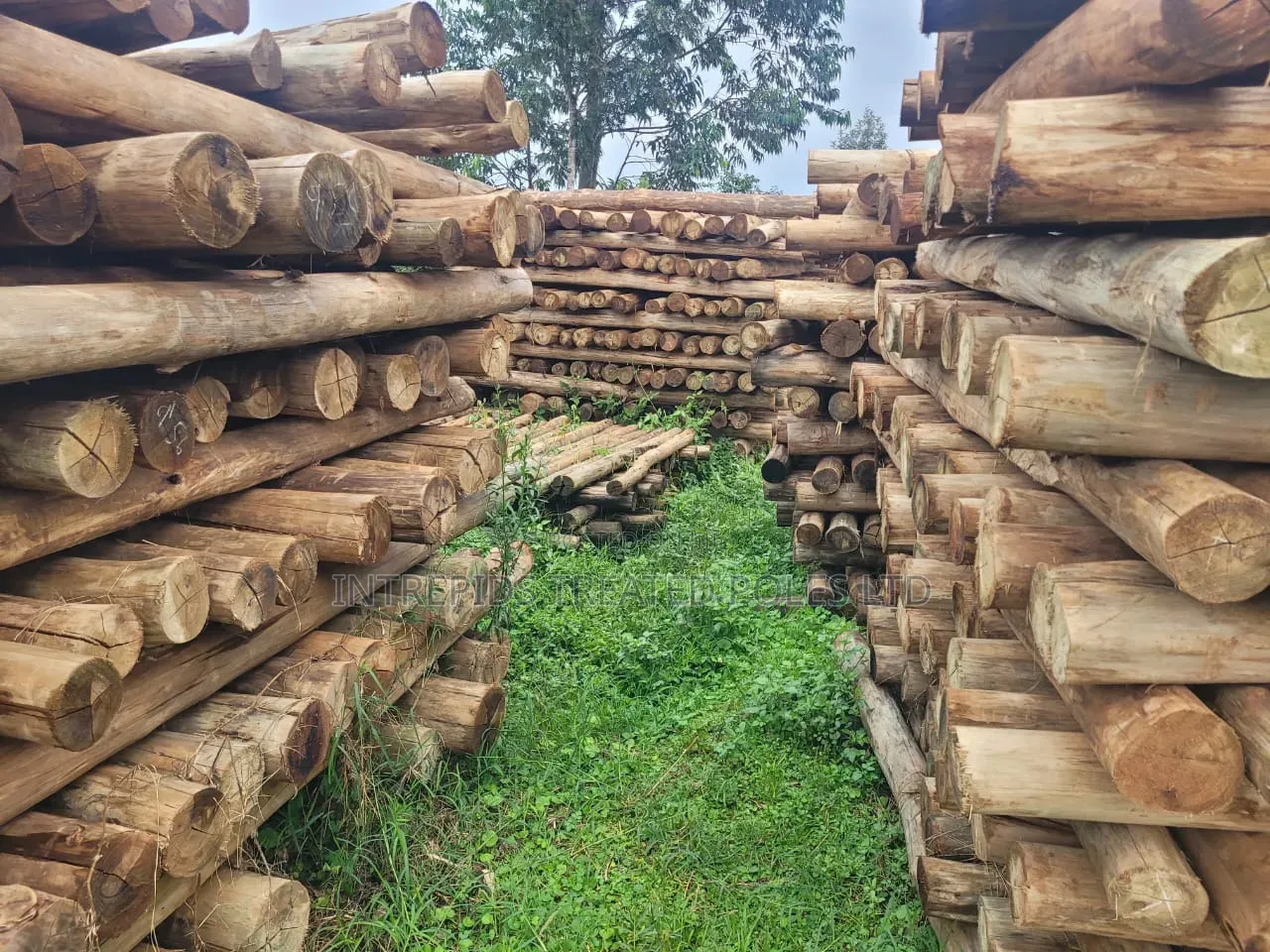 Quality Treated Poles 7ft (4-5 5-6inches Diameter)