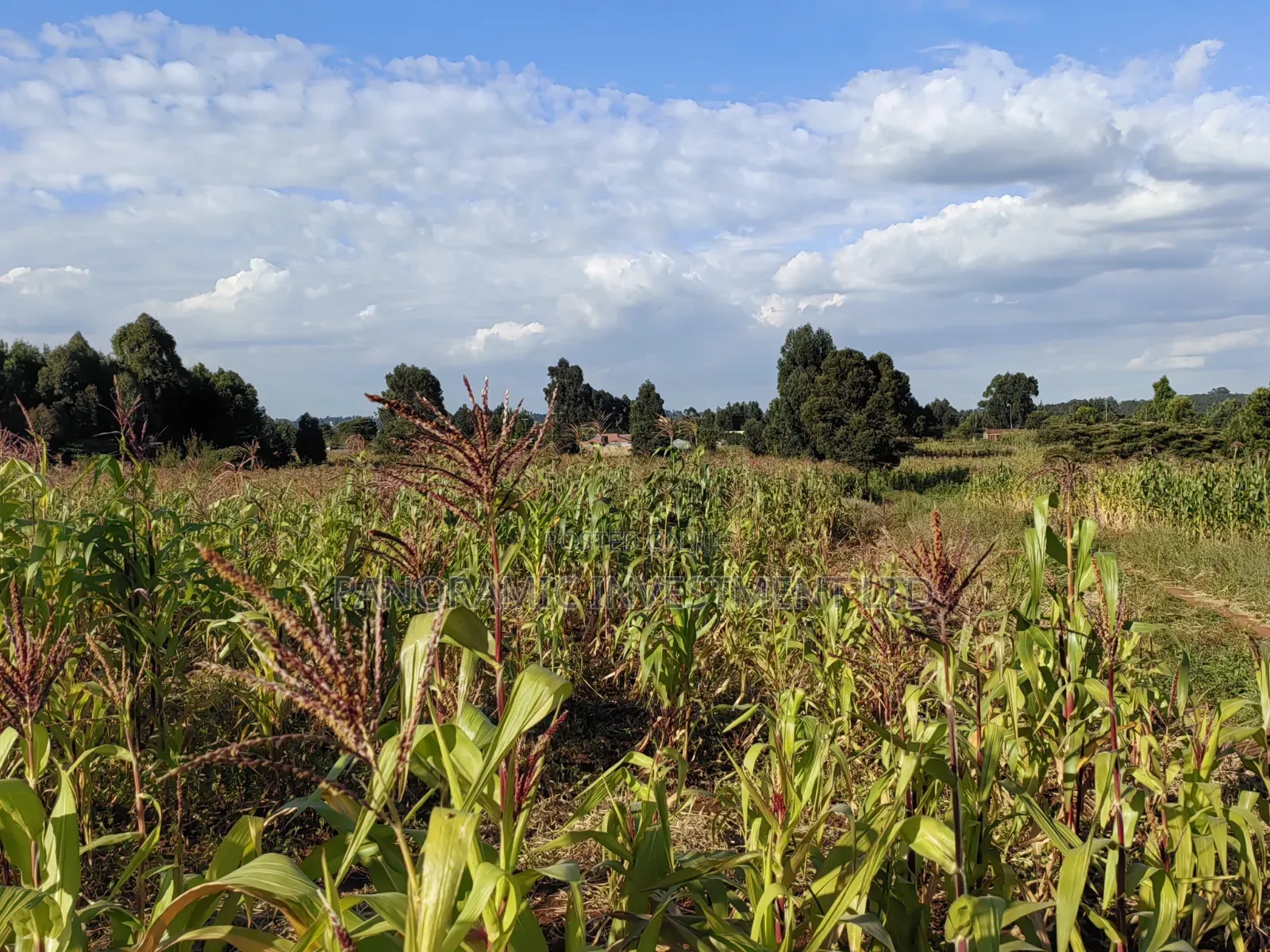 100x100 Plot for Sale in Thigio Kikuyu.