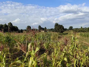 100x100 Plot for Sale in Thigio Kikuyu.