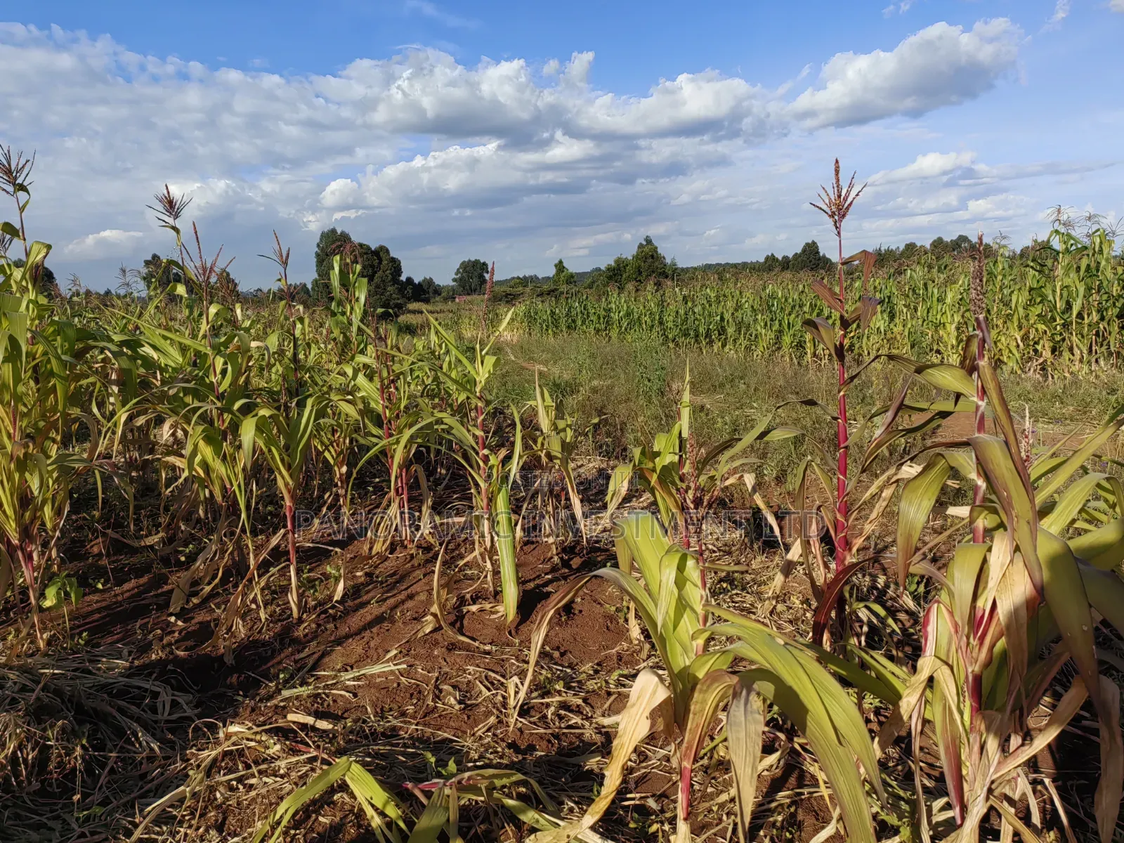 100x100 Plot for Sale in Thigio Kikuyu.