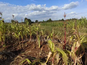 100x100 Plot for Sale in Thigio Kikuyu.