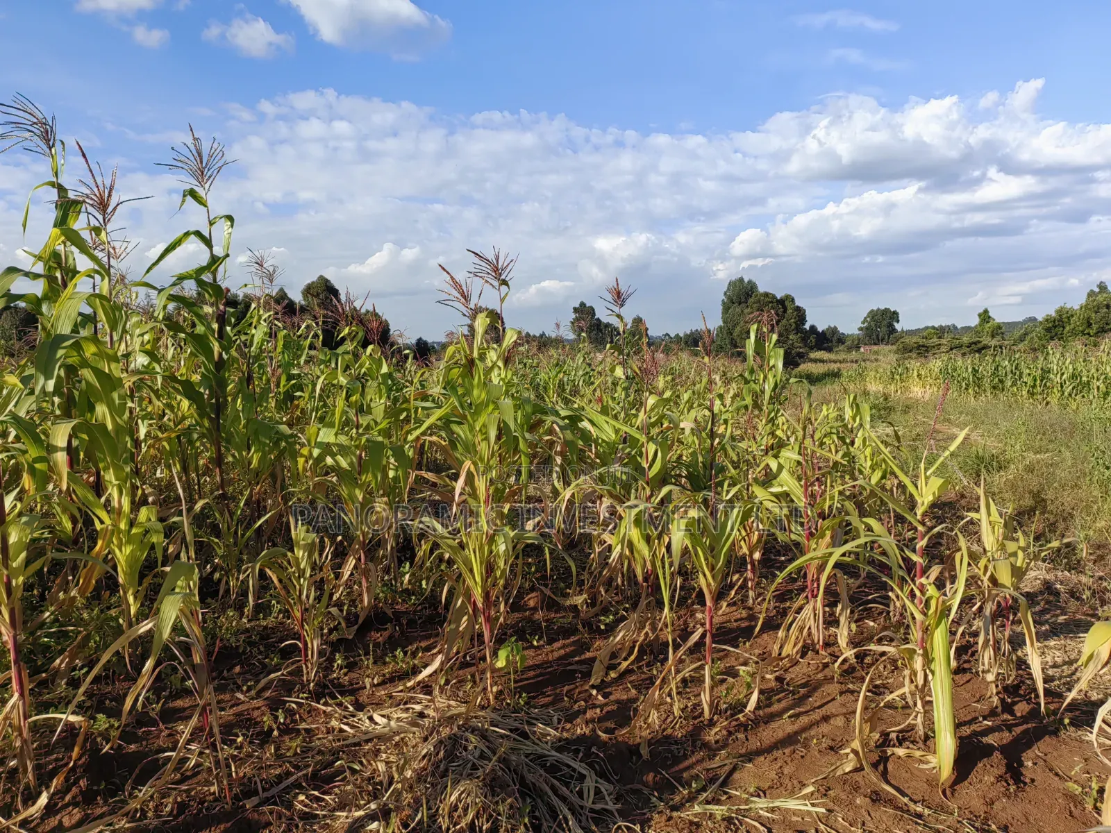 100x100 Plot for Sale in Thigio Kikuyu.