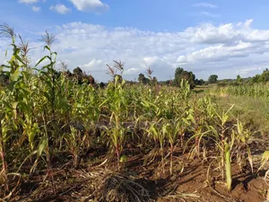 100x100 Plot for Sale in Thigio Kikuyu.