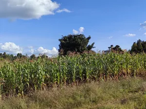 100x100 Plot for Sale in Thigio Kikuyu.