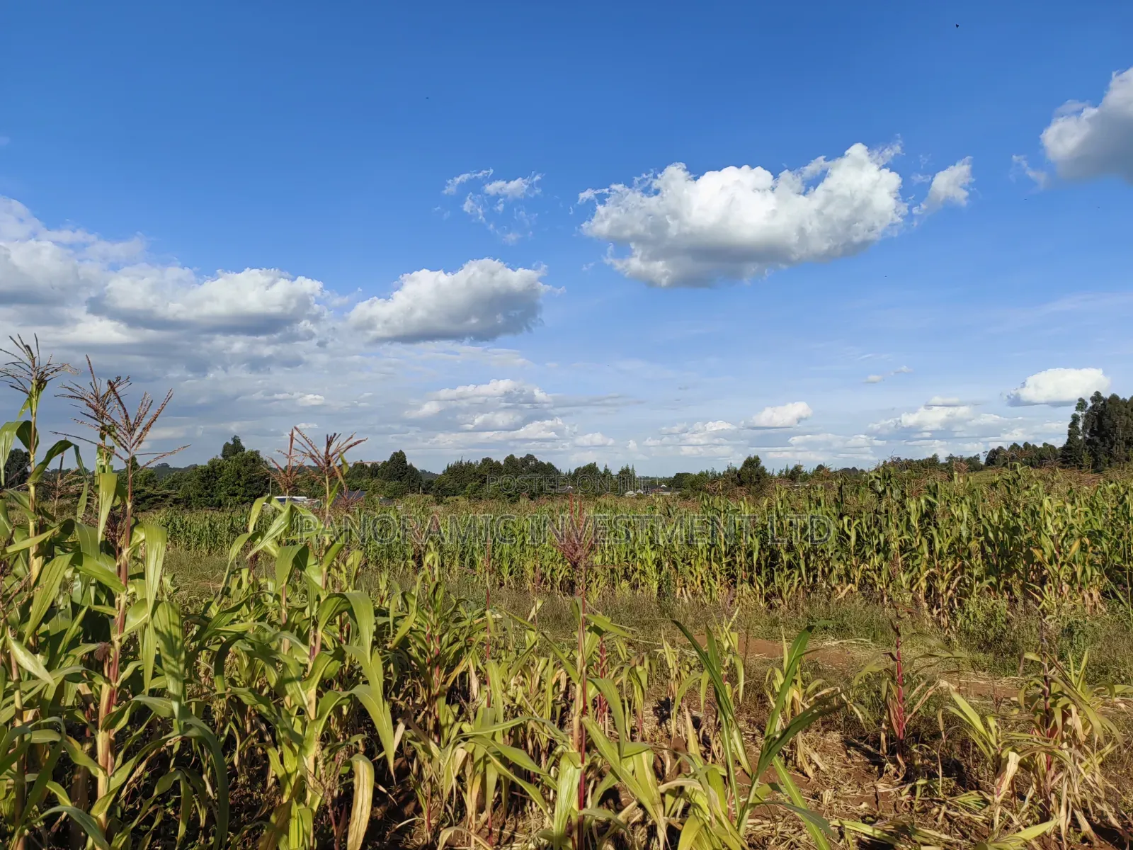 100x100 Plot for Sale in Thigio Kikuyu.