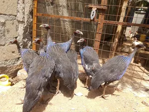 Vulturines Guinea Fowls