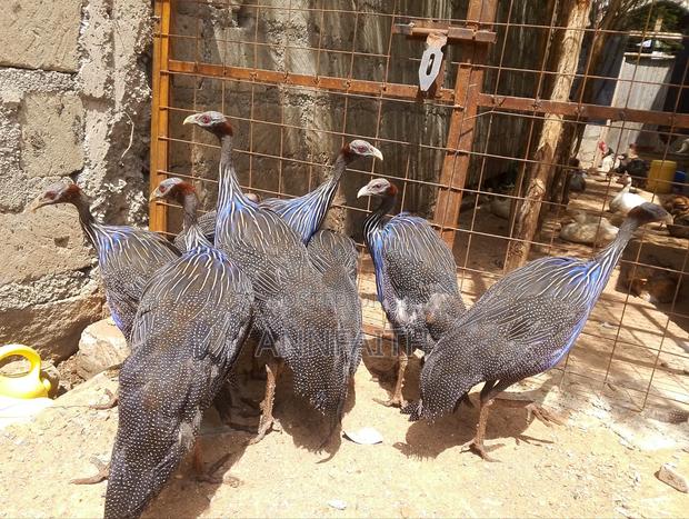 Vulturines Guinea Fowls