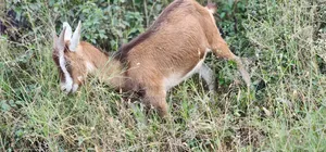 Dairy Goats