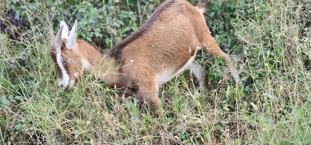 Dairy Goats