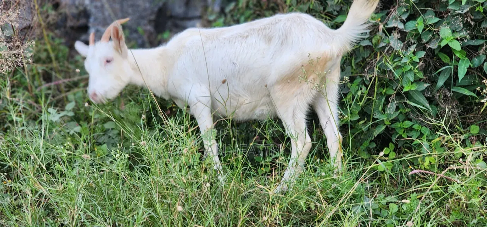 Dairy Goats
