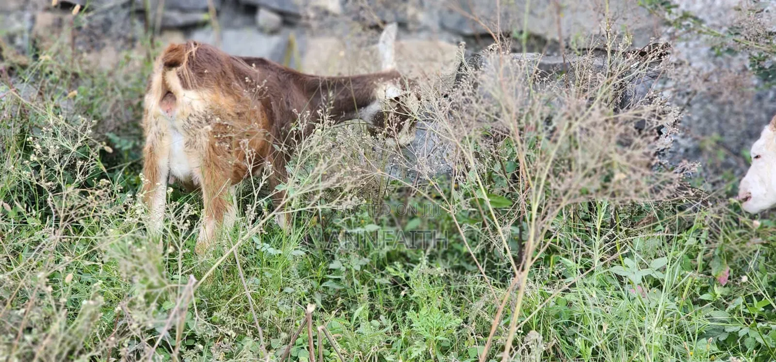 Dairy Goats