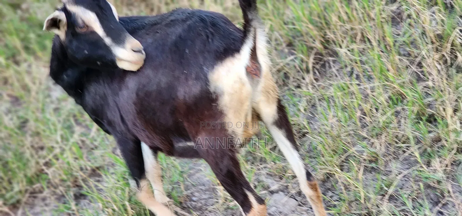 Dairy Goats