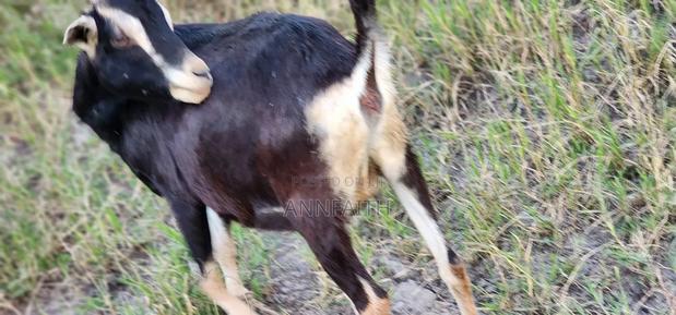 Dairy Goats - thumbnail 5