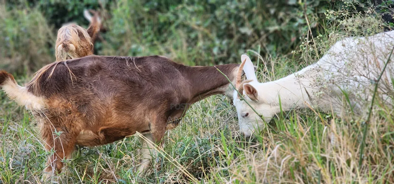 Dairy Goats