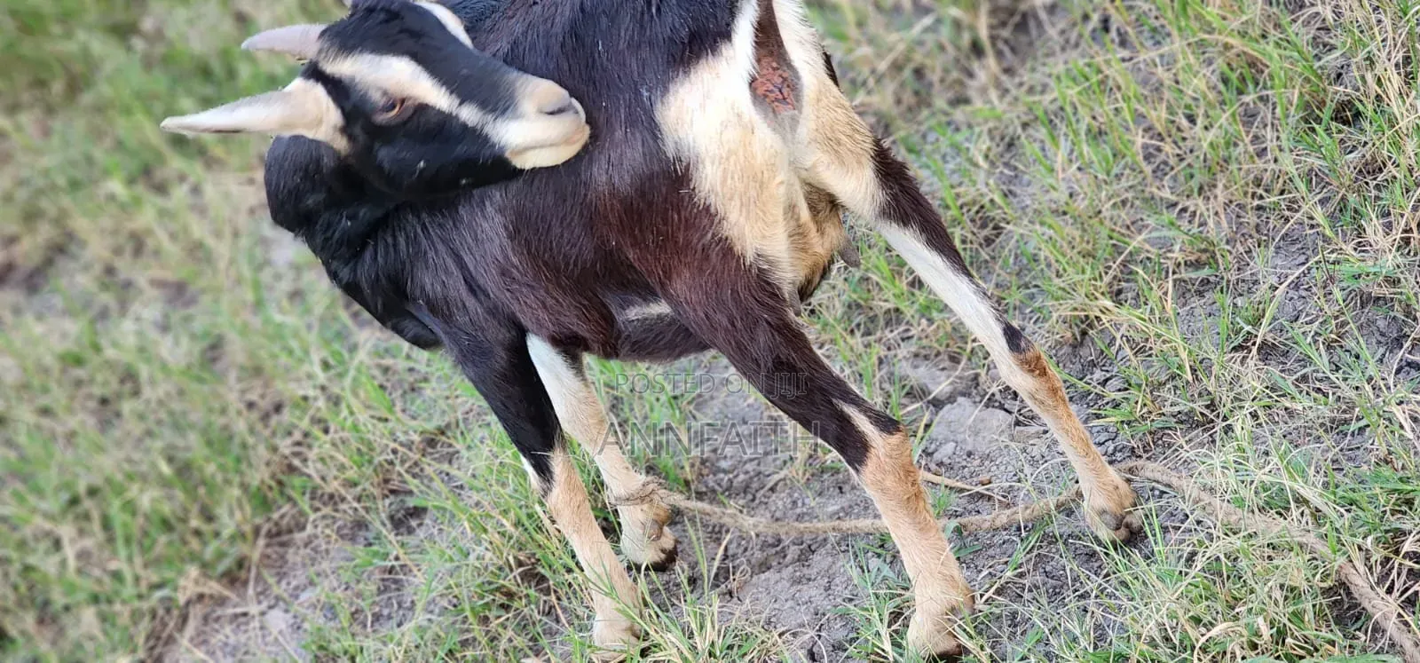 Dairy Goats