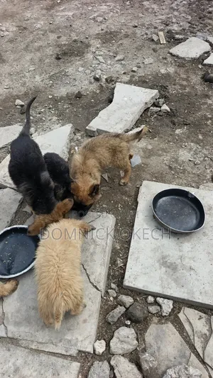 3-6 months Female Purebred German Shepherd