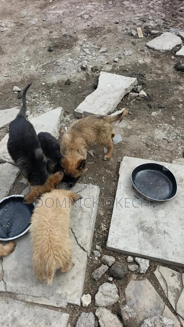 3-6 months Female Purebred German Shepherd