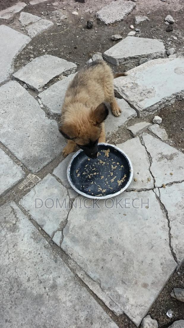 3-6 months Female Purebred German Shepherd - thumbnail 2
