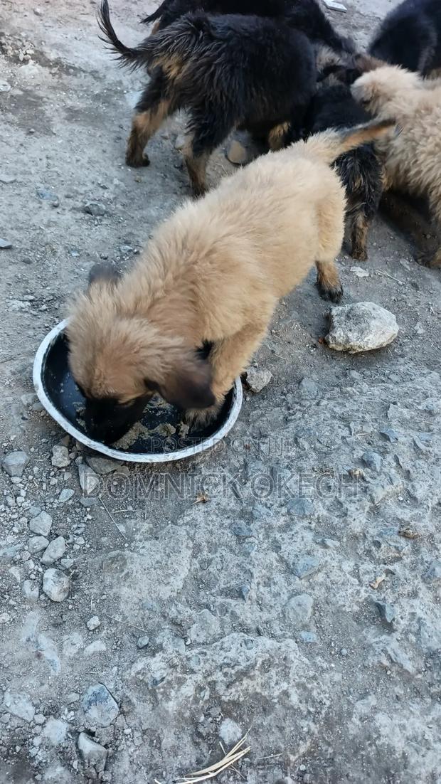 3-6 months Female Purebred German Shepherd - thumbnail 3