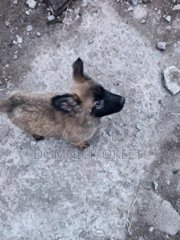 3-6 months Female Purebred German Shepherd - thumbnail 4