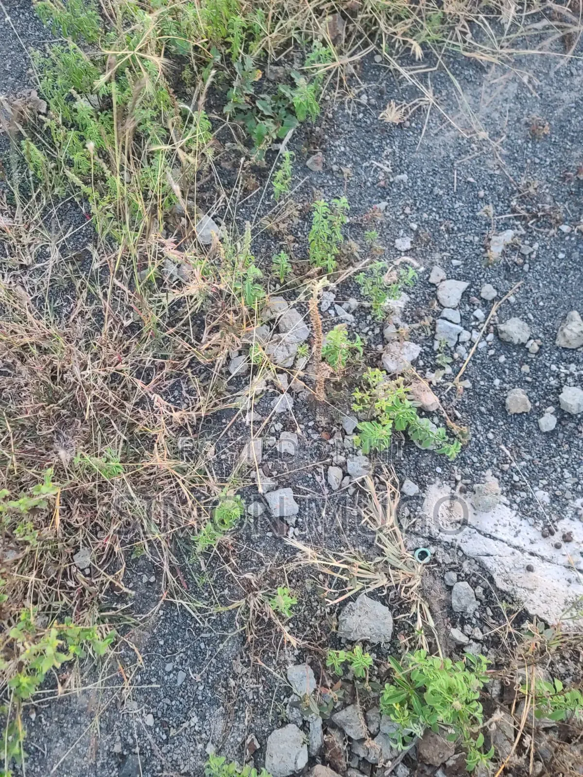 Juja Mastore 40x80 Ready Title 600 Metres From the Main Tarmac Road