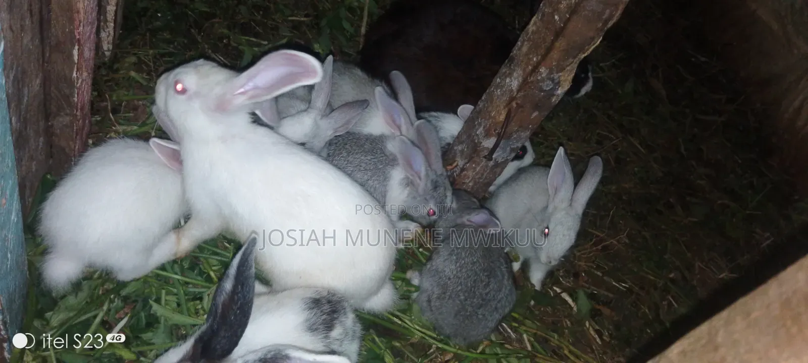 Rabbit For Meat Or For Keeping