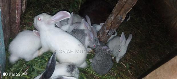 Rabbit For Meat Or For Keeping - main view