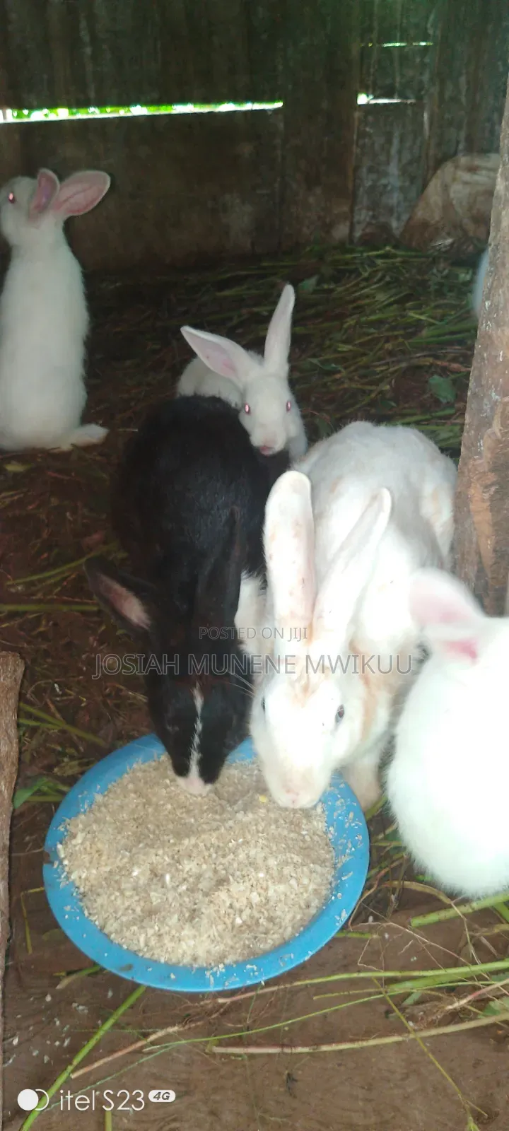 Rabbit For Meat Or For Keeping