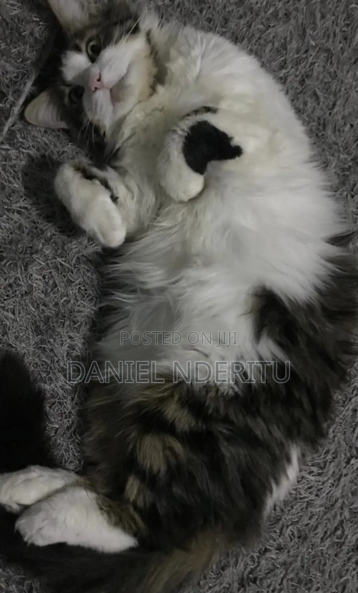 1+ year Female Purebred Ragdoll