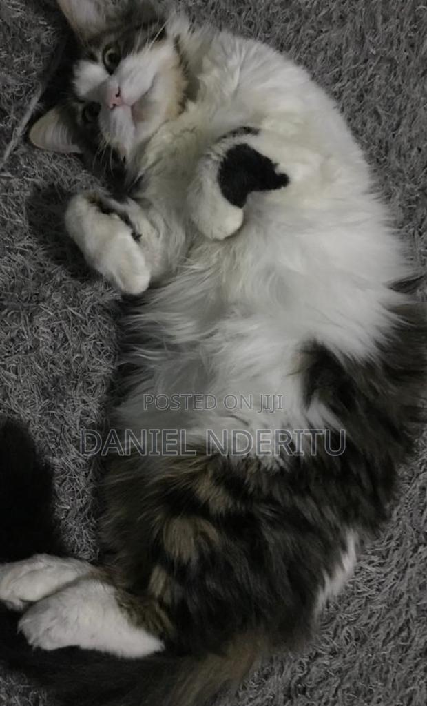 1+ year Female Mixed Breed Ragdoll