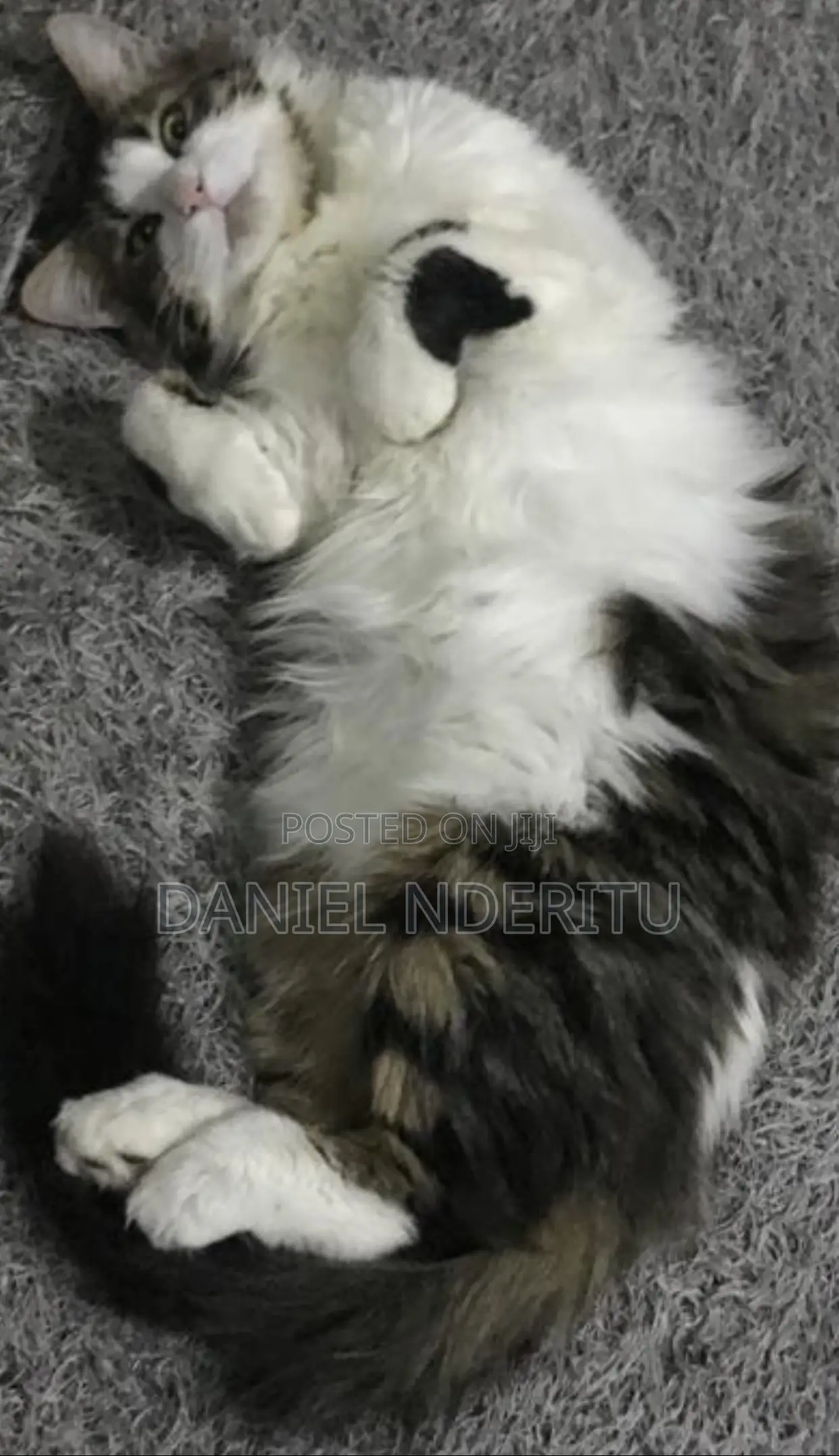 1+ year Female Purebred Ragdoll