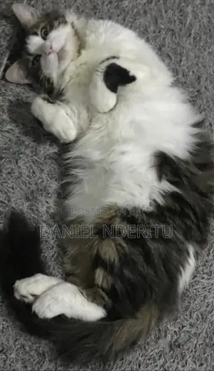 1+ year Female Purebred Ragdoll