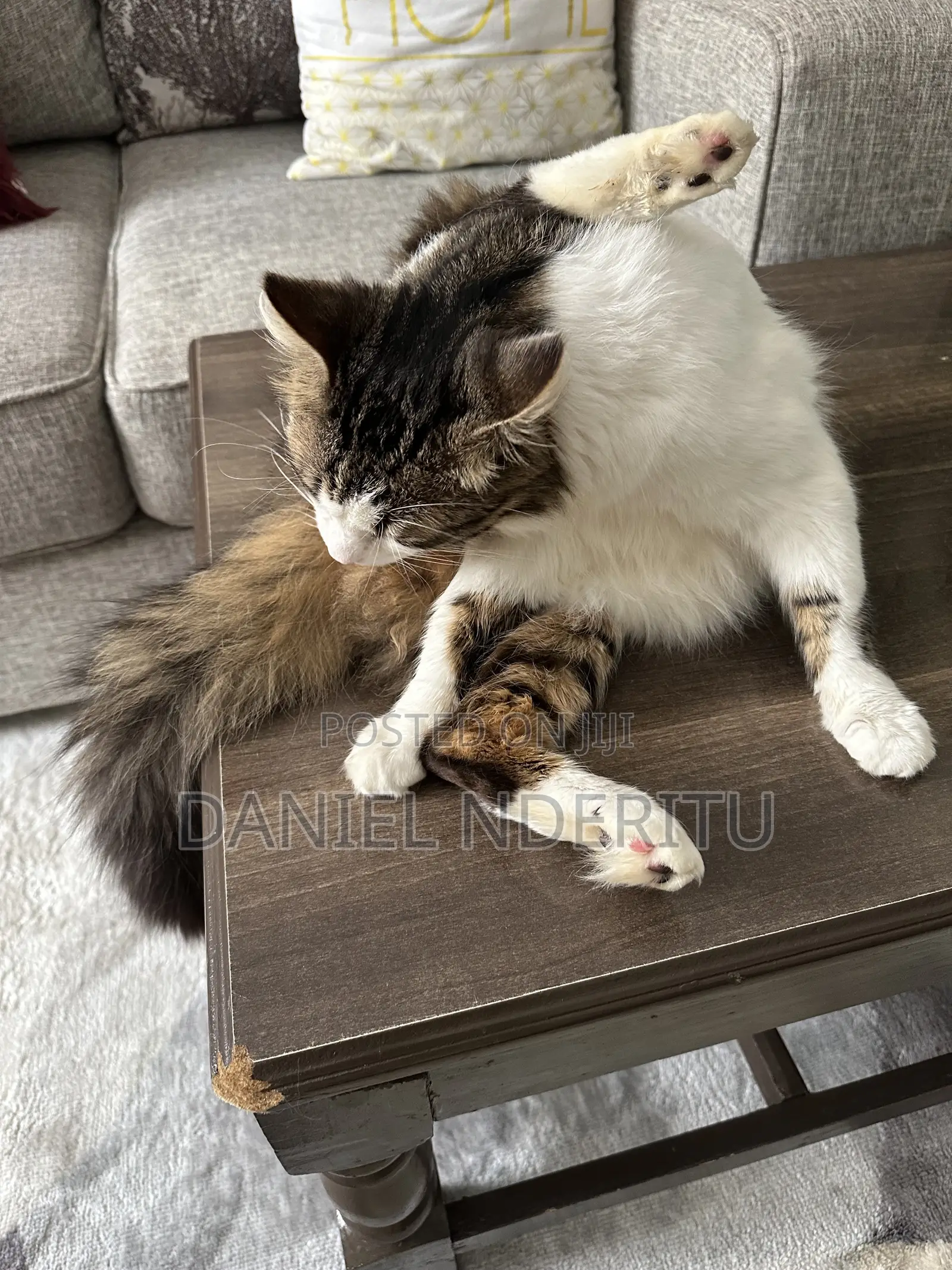 1+ year Female Purebred Ragdoll