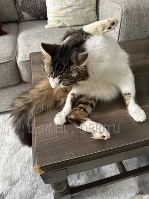 1+ year Female Purebred Ragdoll