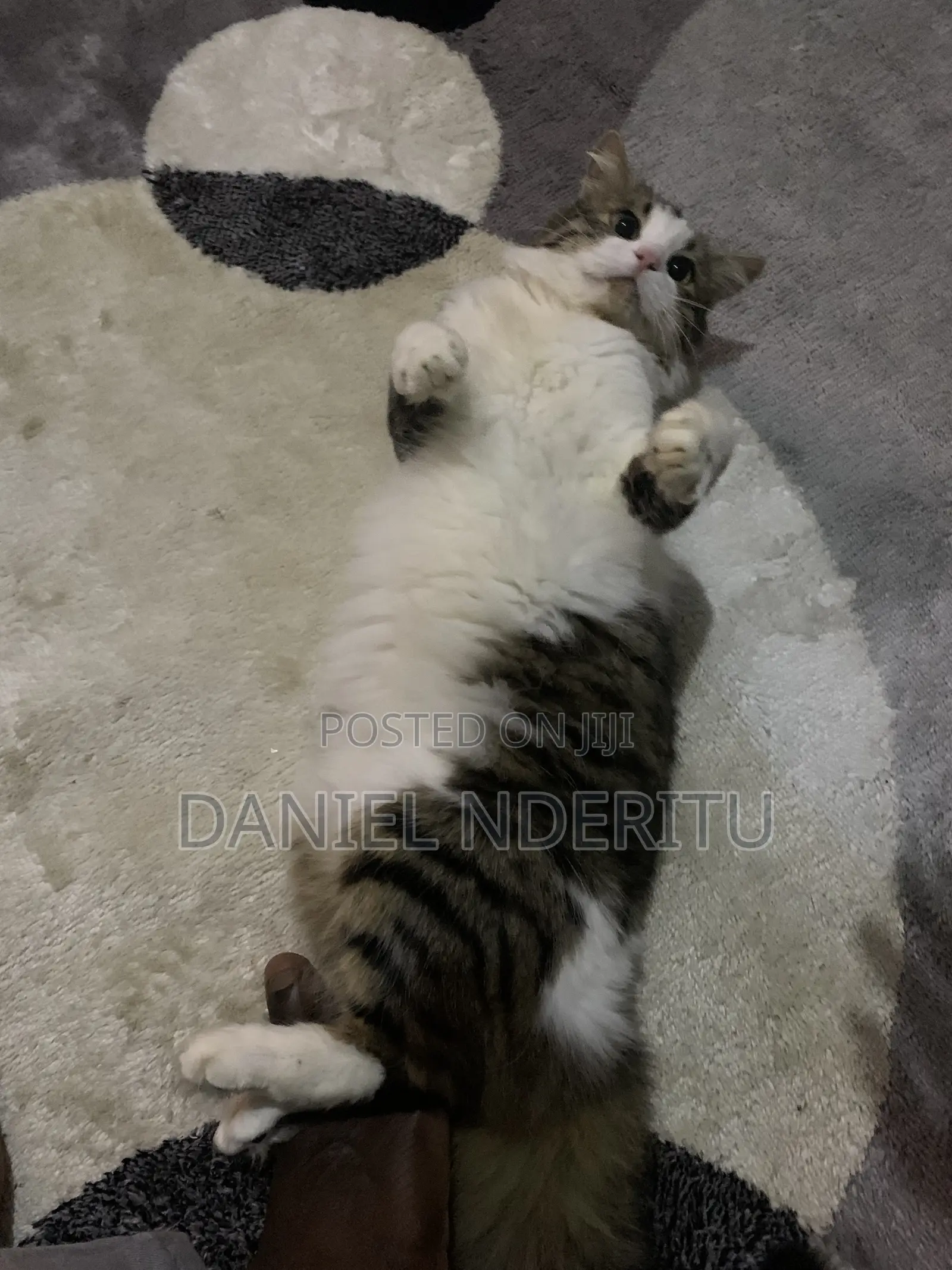 1+ year Female Purebred Ragdoll