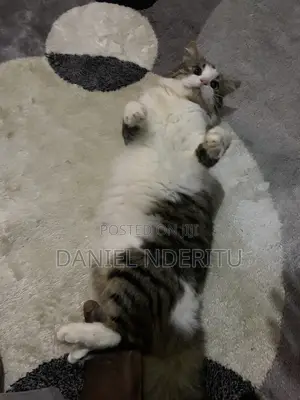 1+ year Female Purebred Ragdoll