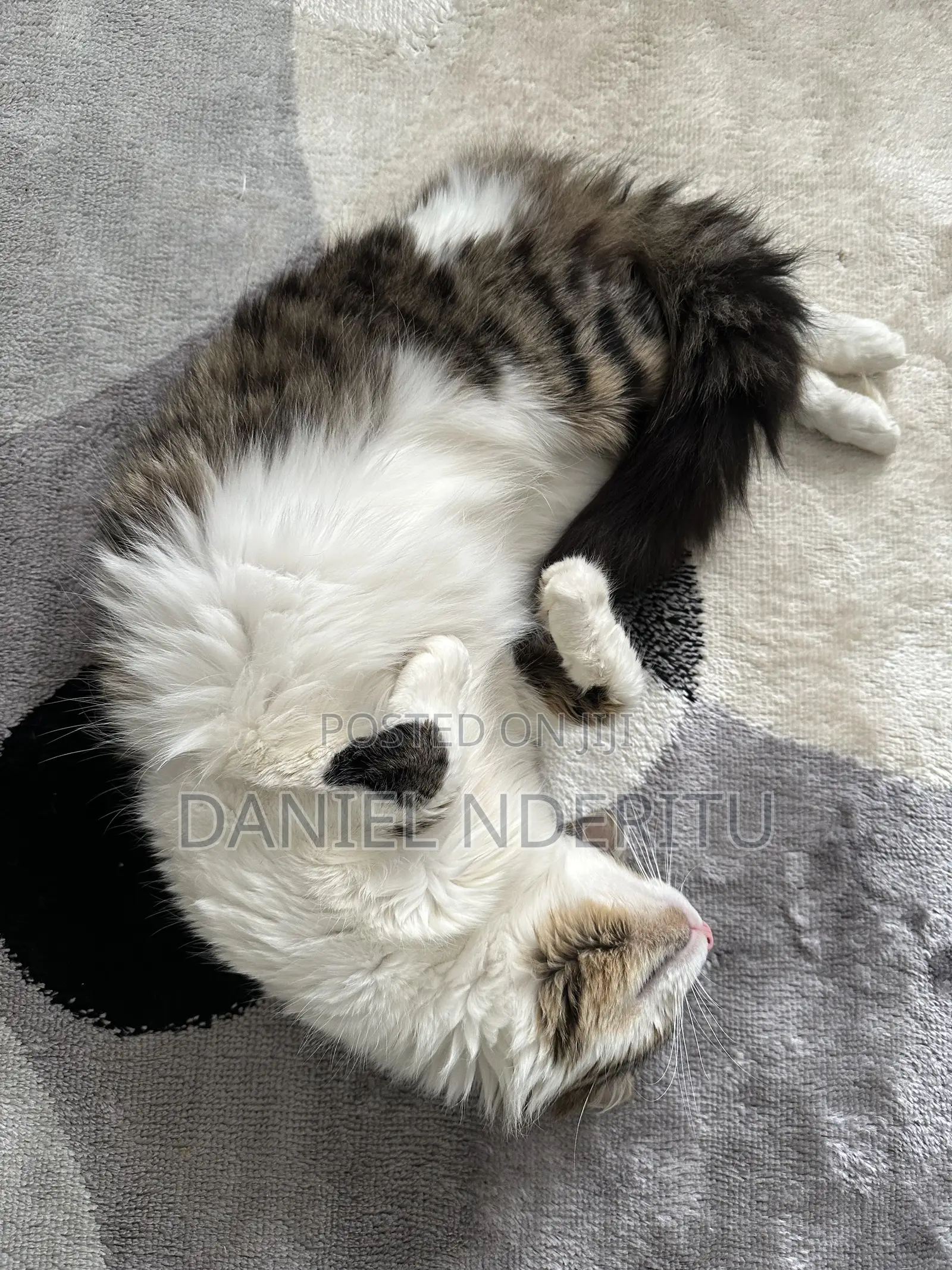 1+ year Female Purebred Ragdoll
