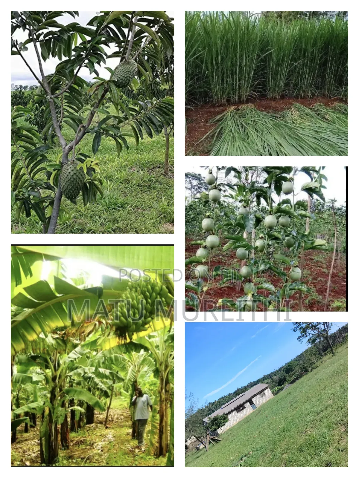 Developed 12 Acre Agricultural Land, Msambweni