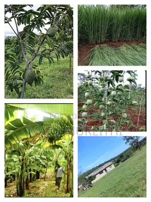 Developed 12 Acre Agricultural Land, Msambweni