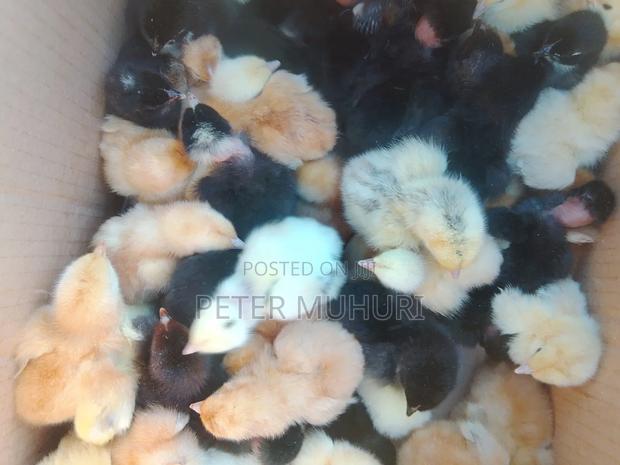 Kenbrew Chicks for Sale