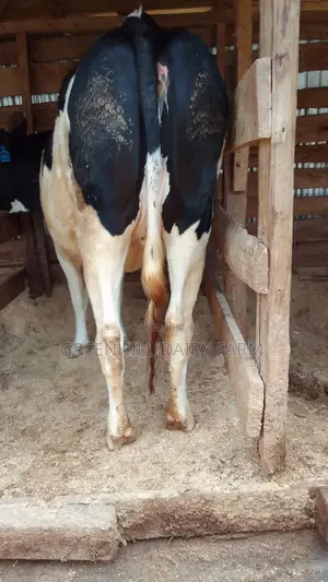 Elite Friesian Incalf Heifers for Sale
